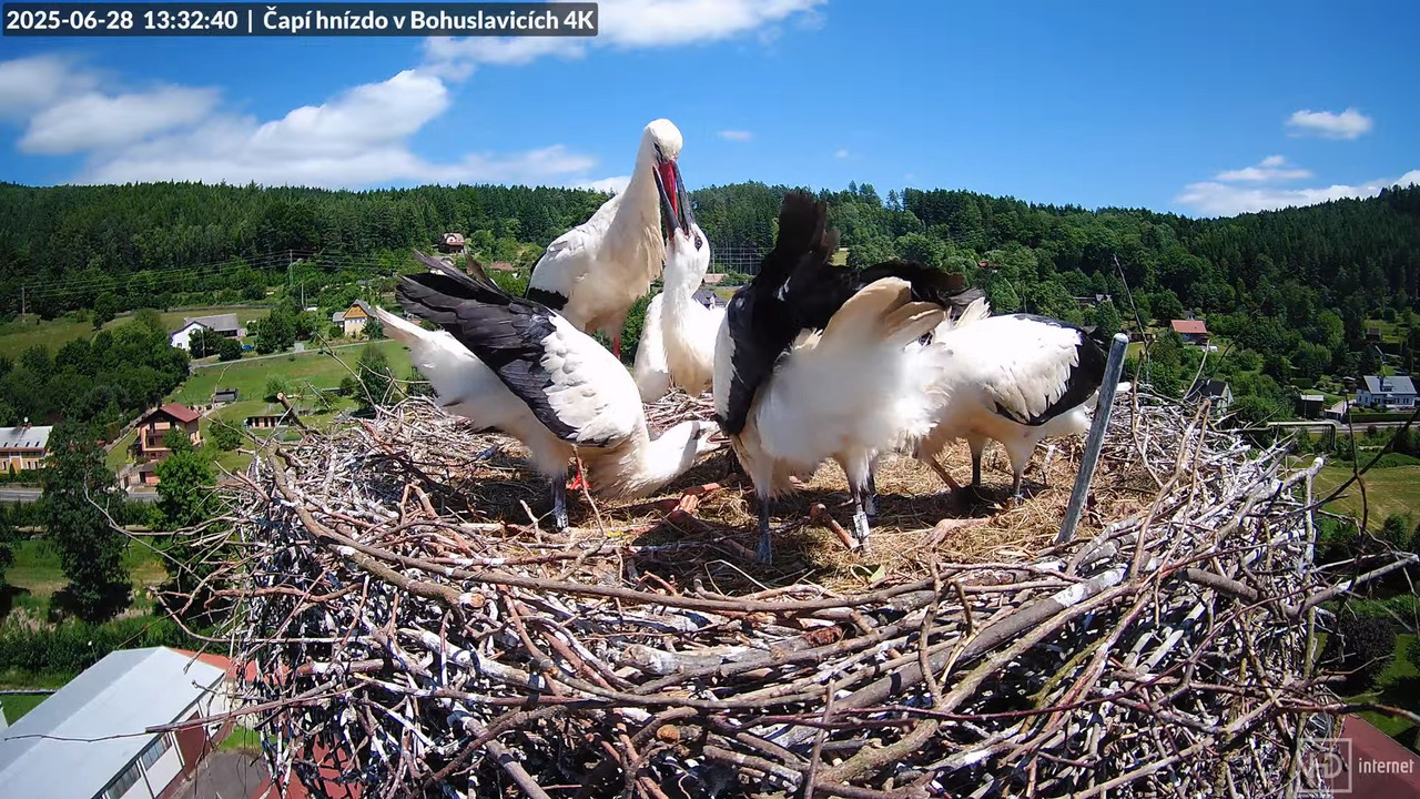 Živě z čapího komína firmy KARA v Bohuslavicích u Trutnova 17-25-0 screenshot