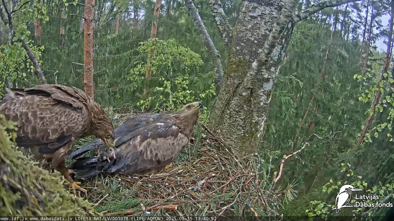 Mazais ērglis (Clanga pomarina), ligzda bērzā 13-58-2 screenshot