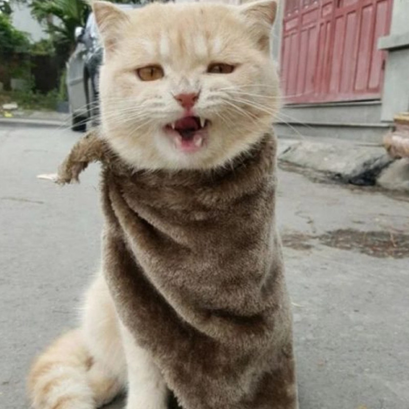 Кот наводнение. Животные при потопе. Кот наводнение. Кот и потоп. Кот наводнение.