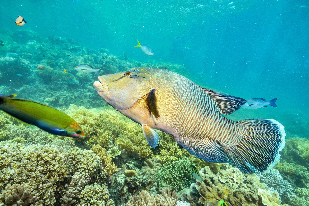 Humphead wrasse near Great Barrier Reef corals, sunlight streaming through water