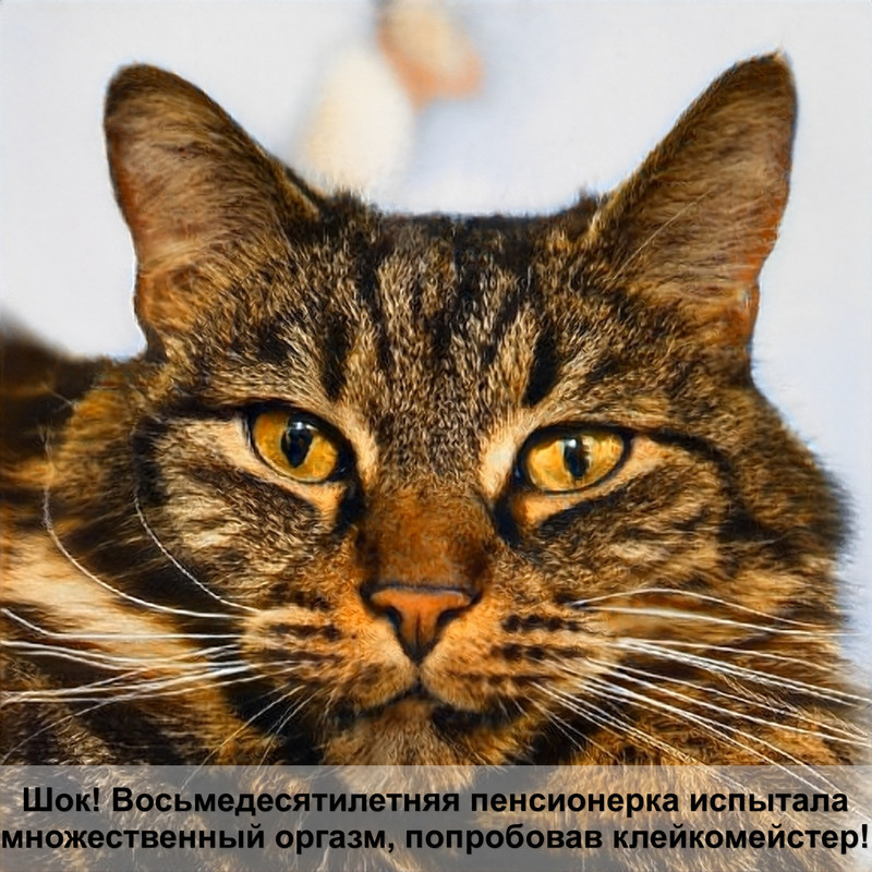 шиншилловый окрас британских кошек