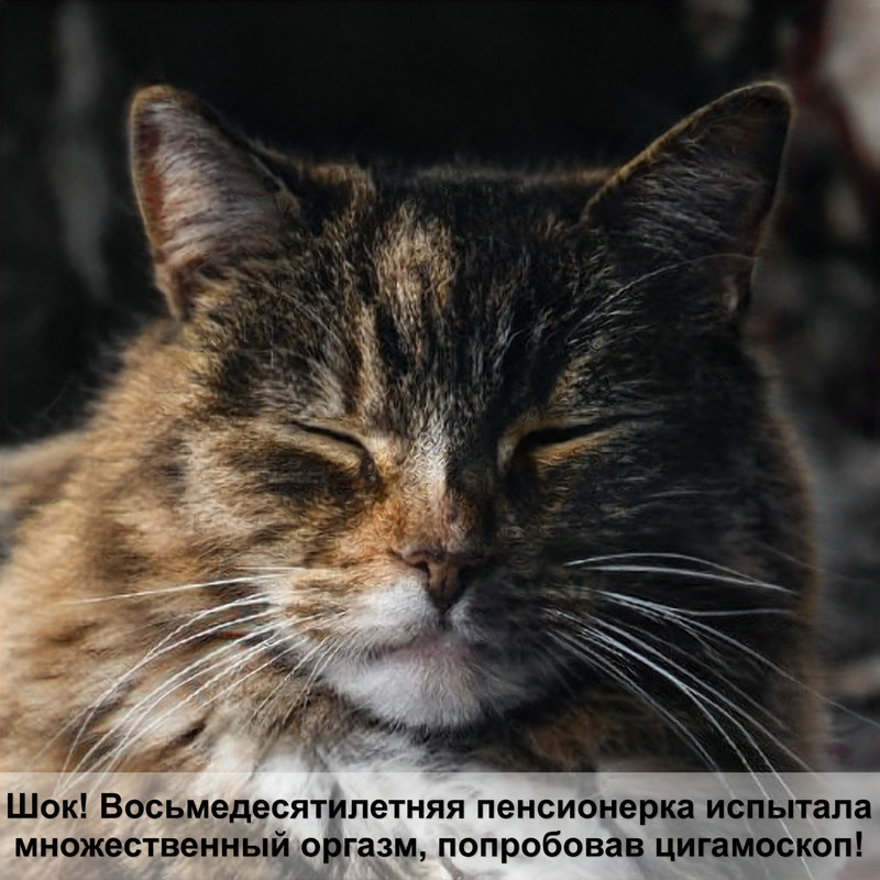 лиловый окрас ориентальной кошки