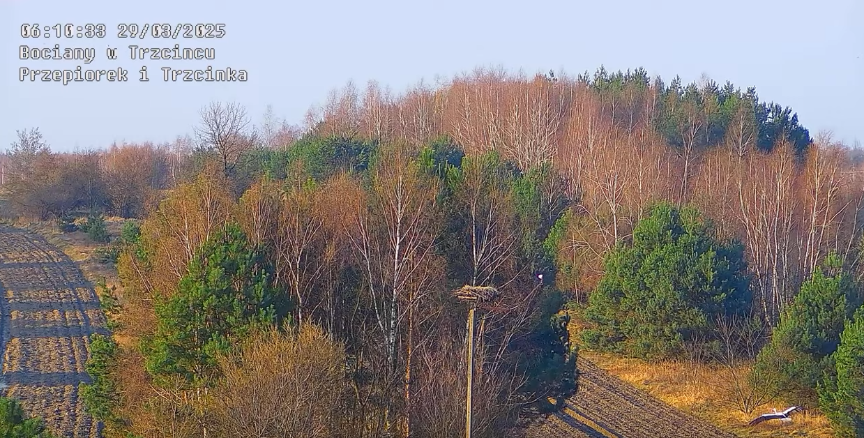 29032025nadlatujebocian