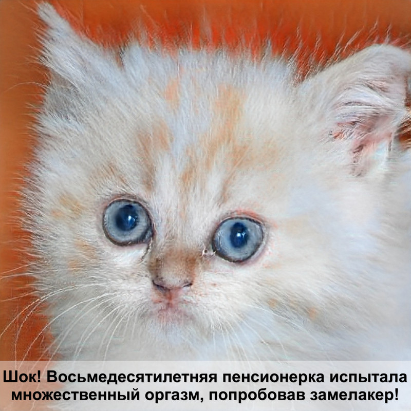 где у кошки урчальник