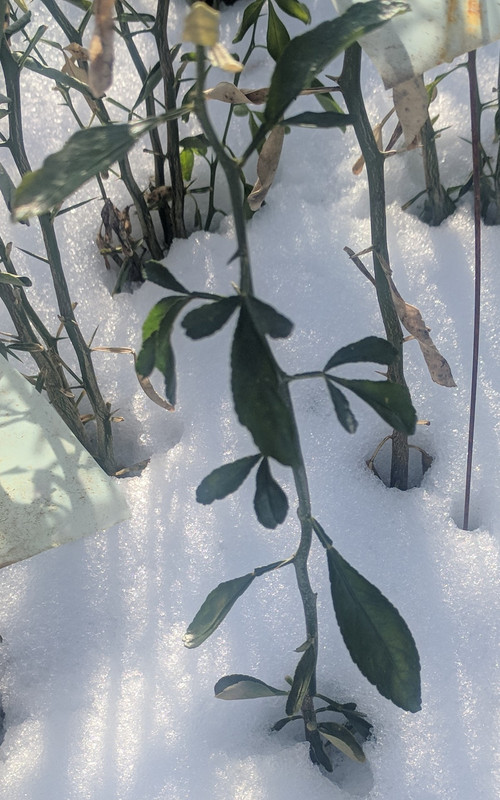 IMG_20190203_144536(1)