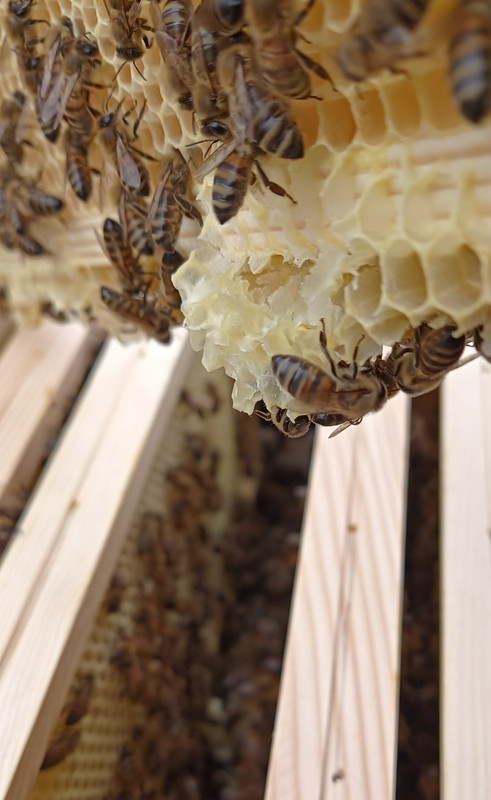 foto-z-31.3.2024nástavek mezistěn rámky 15 cm