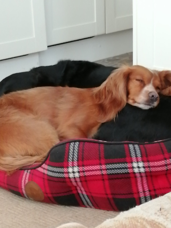 dogs.jpg