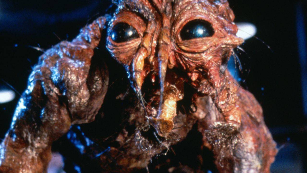 la mosca 67522