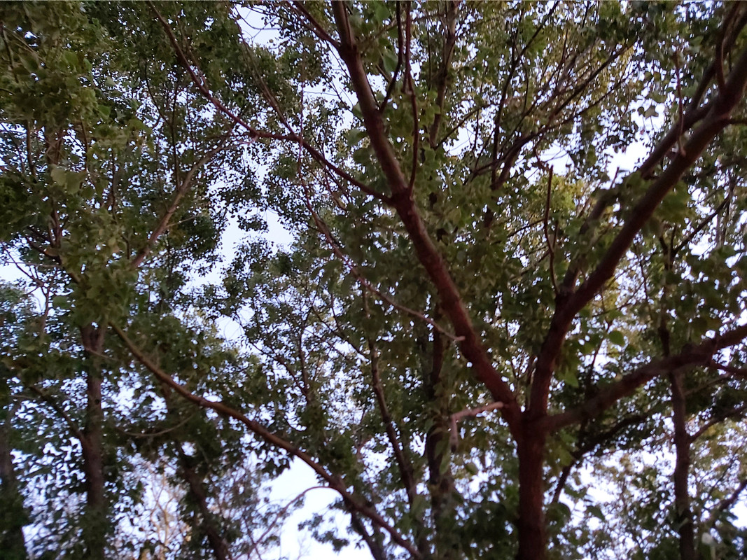 20200512_062931