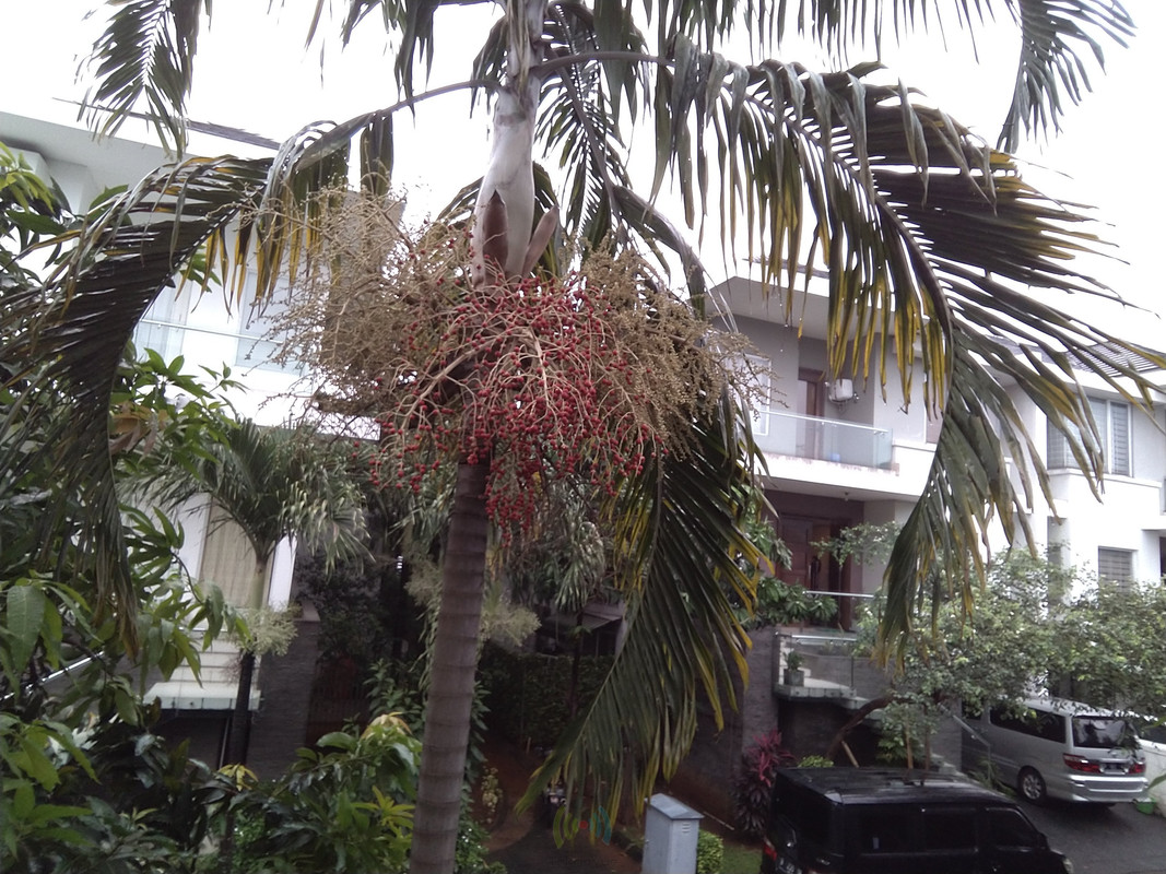 Asus Zenfone Max PRO M1 - Hasil Kamera Depan 4