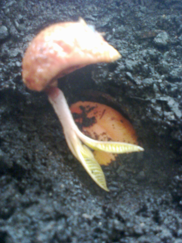 foto0243