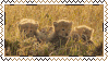 three baby cheetahs