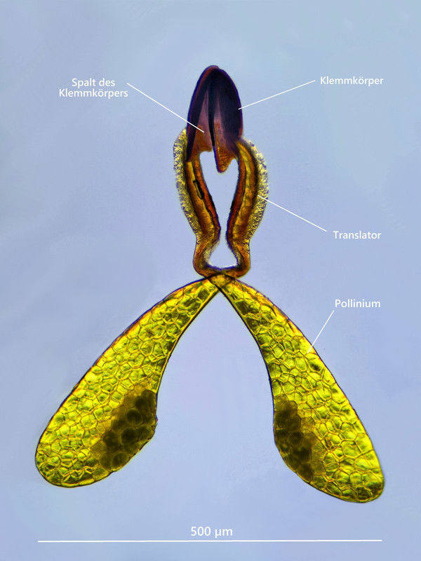 Blüte 14 Pollinien Seidenpflanze Sumpf Asclepias incarnata Beschriftung
