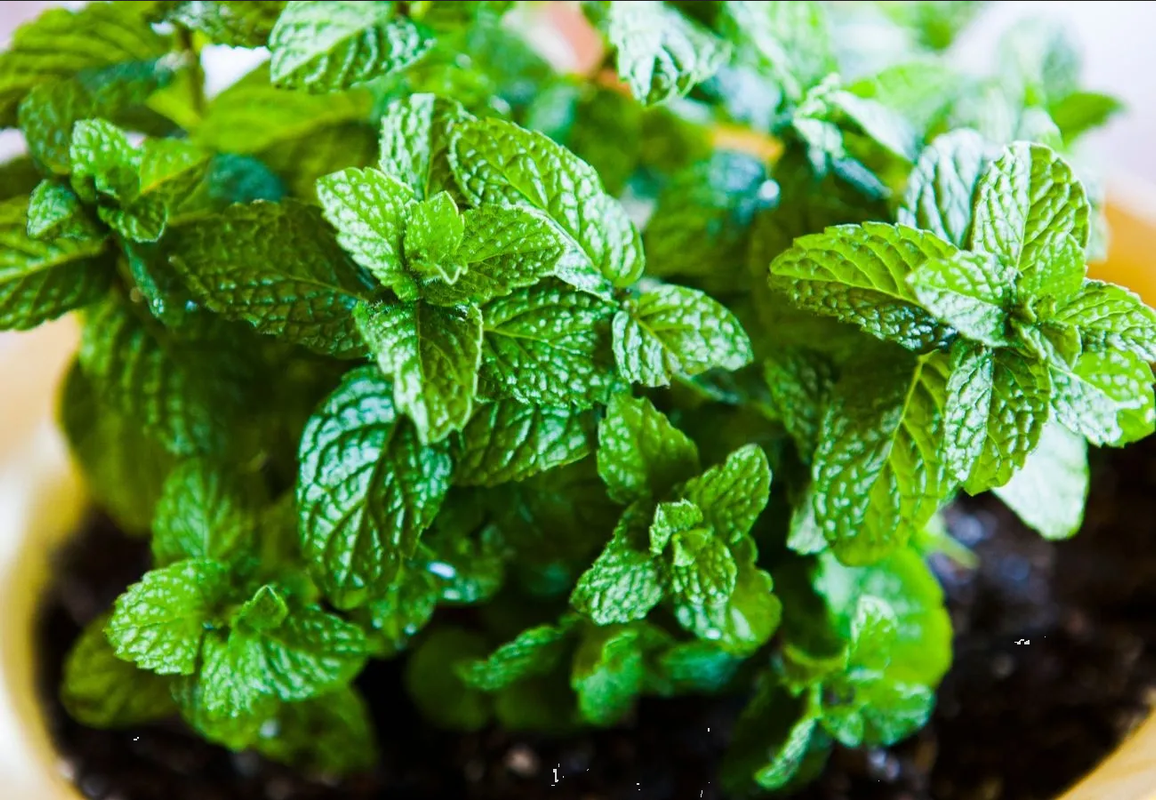 Aprende a cultivar menta en casa fácilmente con estos tips de jardinería
