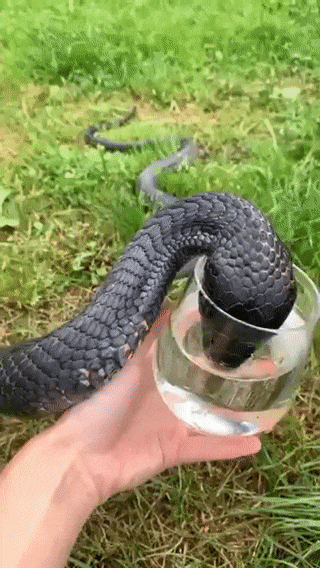 https://i.postimg.cc/rFDQNJ75/ezgif-2-6e901bafe31f.gif