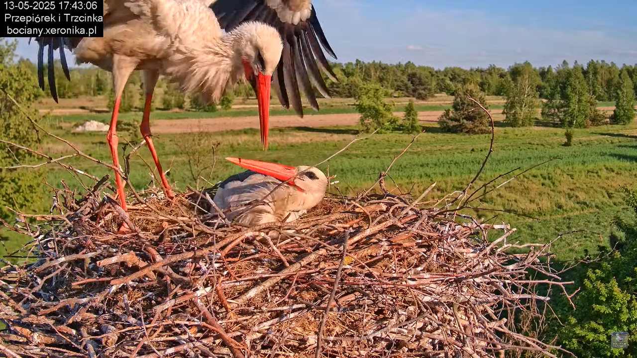 13052025bociany28
