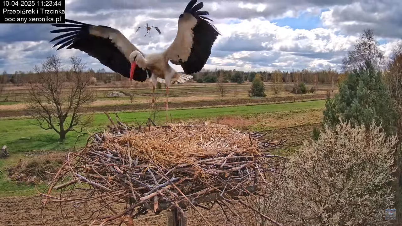 10042025bociany (28)