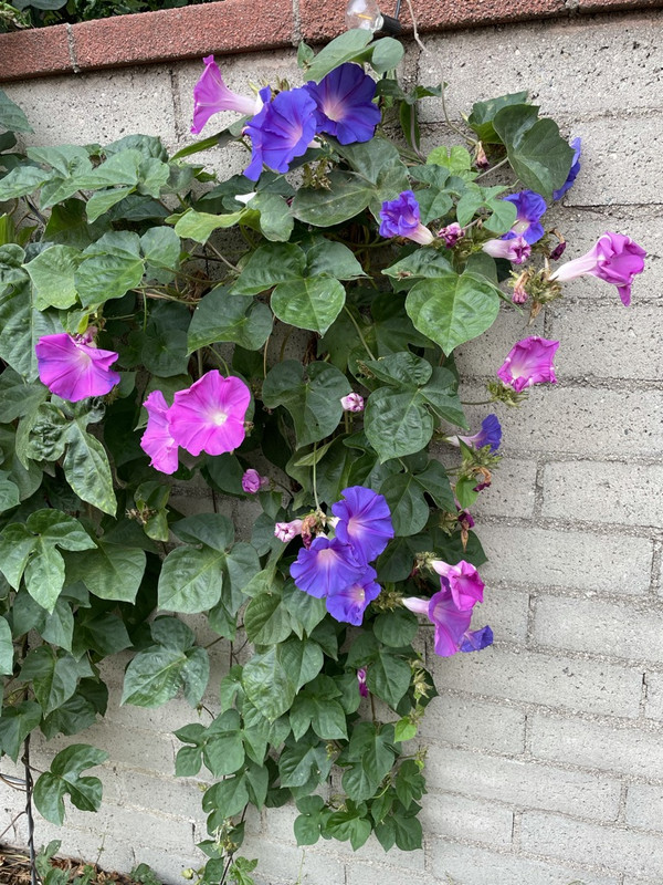 CEFA438-A-C25-D-45-D9-8821-B7-D7418-E0-FDB-1-105-c