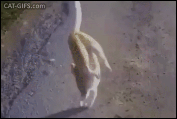 Amazing-Cat-GIF-Cat-with-paralyzed-hind-legs-walks-on-front-legs-So-graceful-just-an-incredible-b.gif