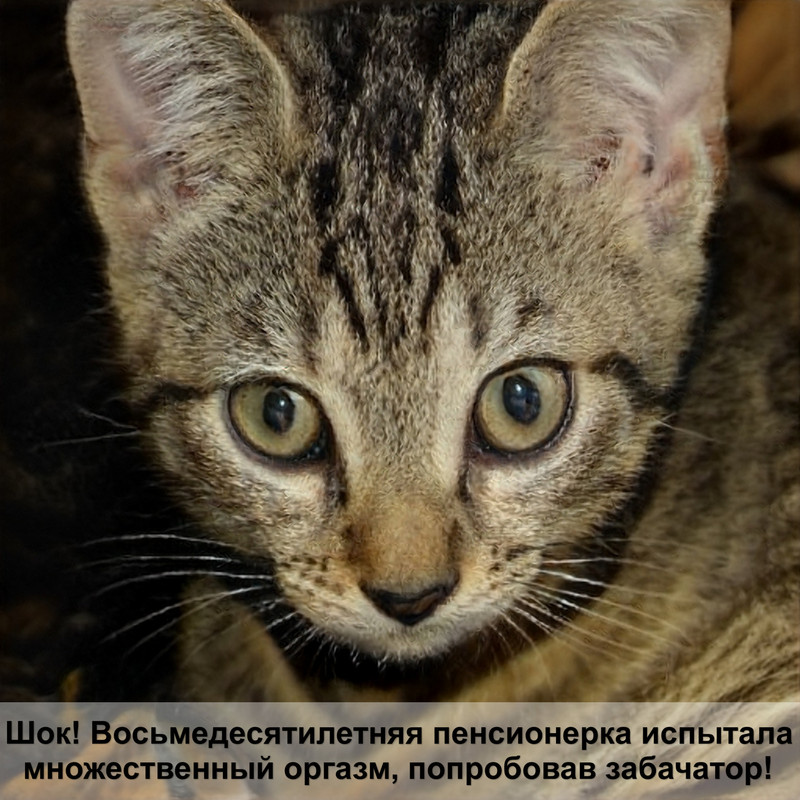 кошка шоколадного окраса