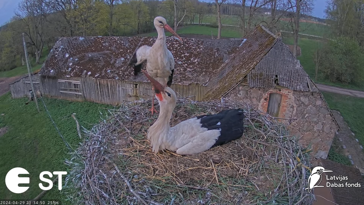 Baltie stārķi (Ciconia ciconia) Tukuma novadā - LDF tiešraide __ White storks in Tukums, Latvia 13-1
