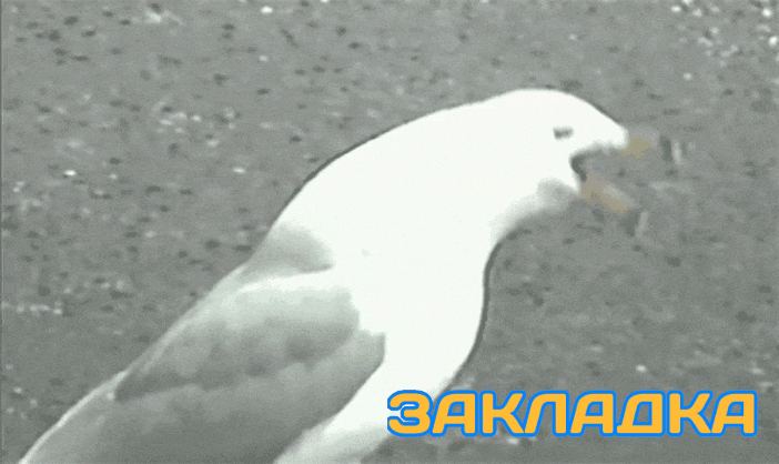 GIF-20250708-075039-923.gif