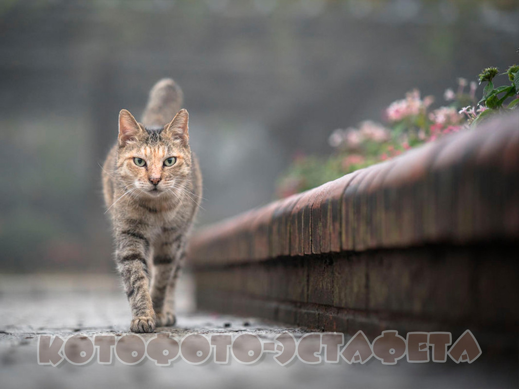 Кот идущий по дороге. Кот убегает. Черная кошка на дороге. Кот идет. Кот идущий по дороге.