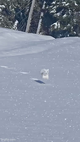 IMG-4367.gif