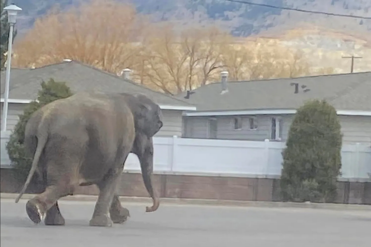 Elefante escapa de circo y deambula por calles de Montana: VIDEO