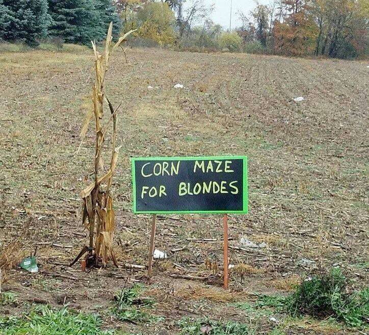 Funny-Memes---corn-maze-for-blondes.jpg
