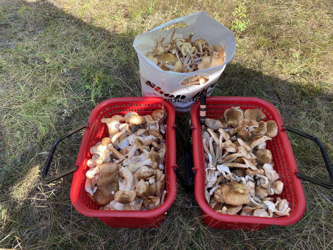 IMG 0606 — Postimages