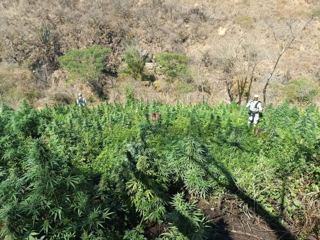 Golpe al narco de Jalisco: Destruyen plantÃos de marihuana