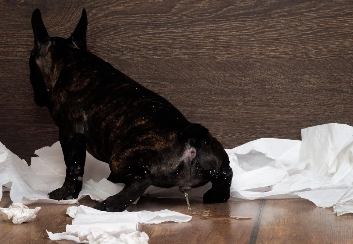 Elimina el olor a pipí de tu perro o gato en casa, fácil y rápido