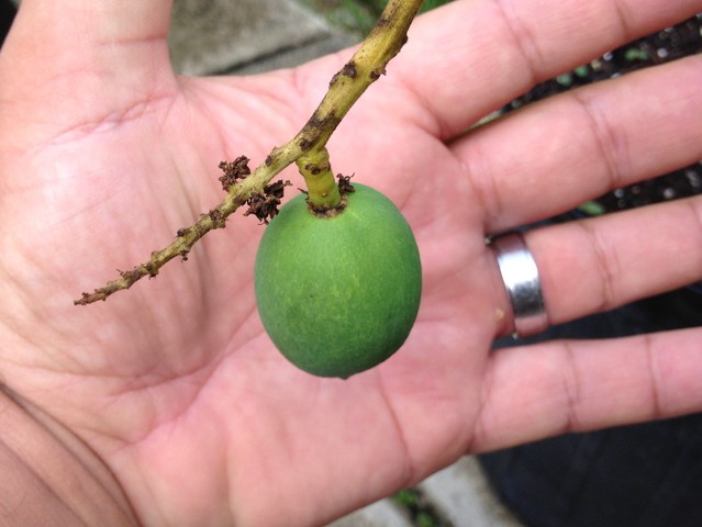 Duncan Fruit