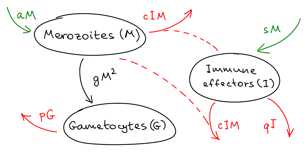 model diagram