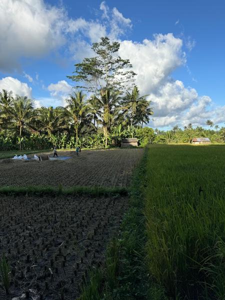 6 Aviones, 3 barcos y 2 trenes, empezando en Estambul y terminando Kuala Lump - Blogs de Indonesia - TERCERA PARADA: BALI (87)