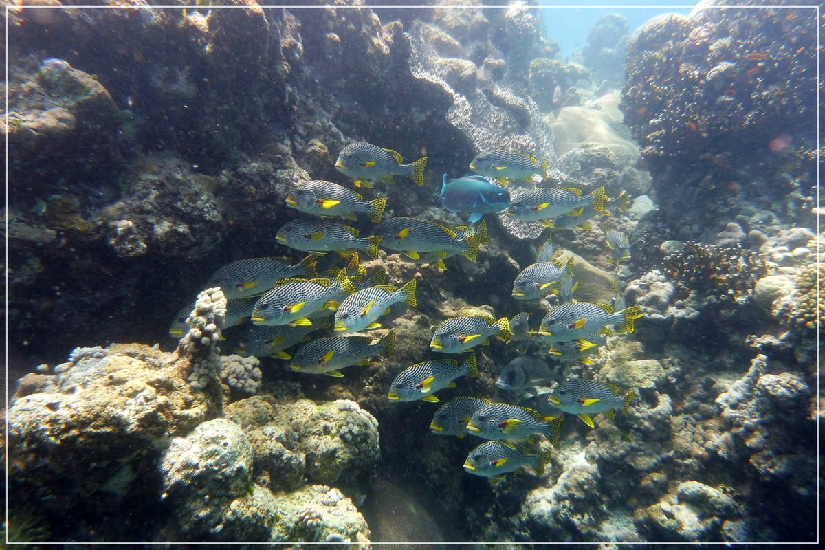 Prólogo: una semana en Port Douglas (octubre 2013) - Australia (I): toma de contacto (5)