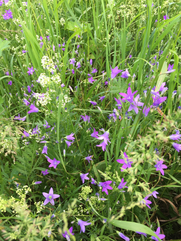 BA2651D4-1E90-40B5-8136-477FC69D691A