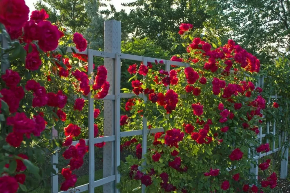 Правильный уход за плетистыми розами советы опытных садоводов