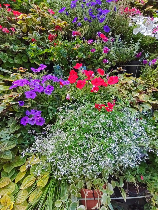 https://i.postimg.cc/rFLpP5Mm/165-IMG-20240724-155225.jpg