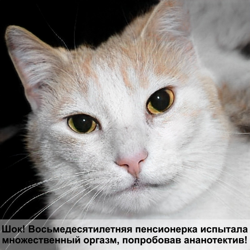 шиншилловый окрас у кошек