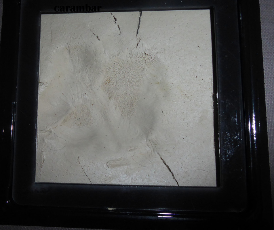 [Image: P1020552.jpg]