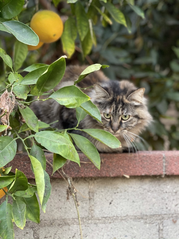 AF0CBE23-B74E-4978-9770-89E62537F098_1_105_c