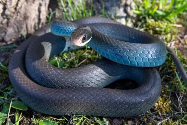 [صورة: the-most-beautiful-snakes-in-the-world-9...71316.webp]