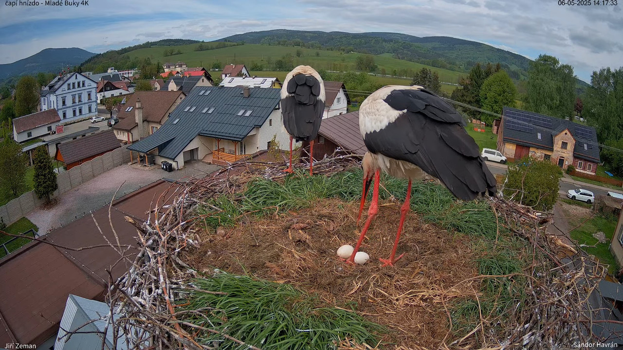 Živá kamera - Mladé Buky - čapí hnízdo 4K 12-2-4 screenshot