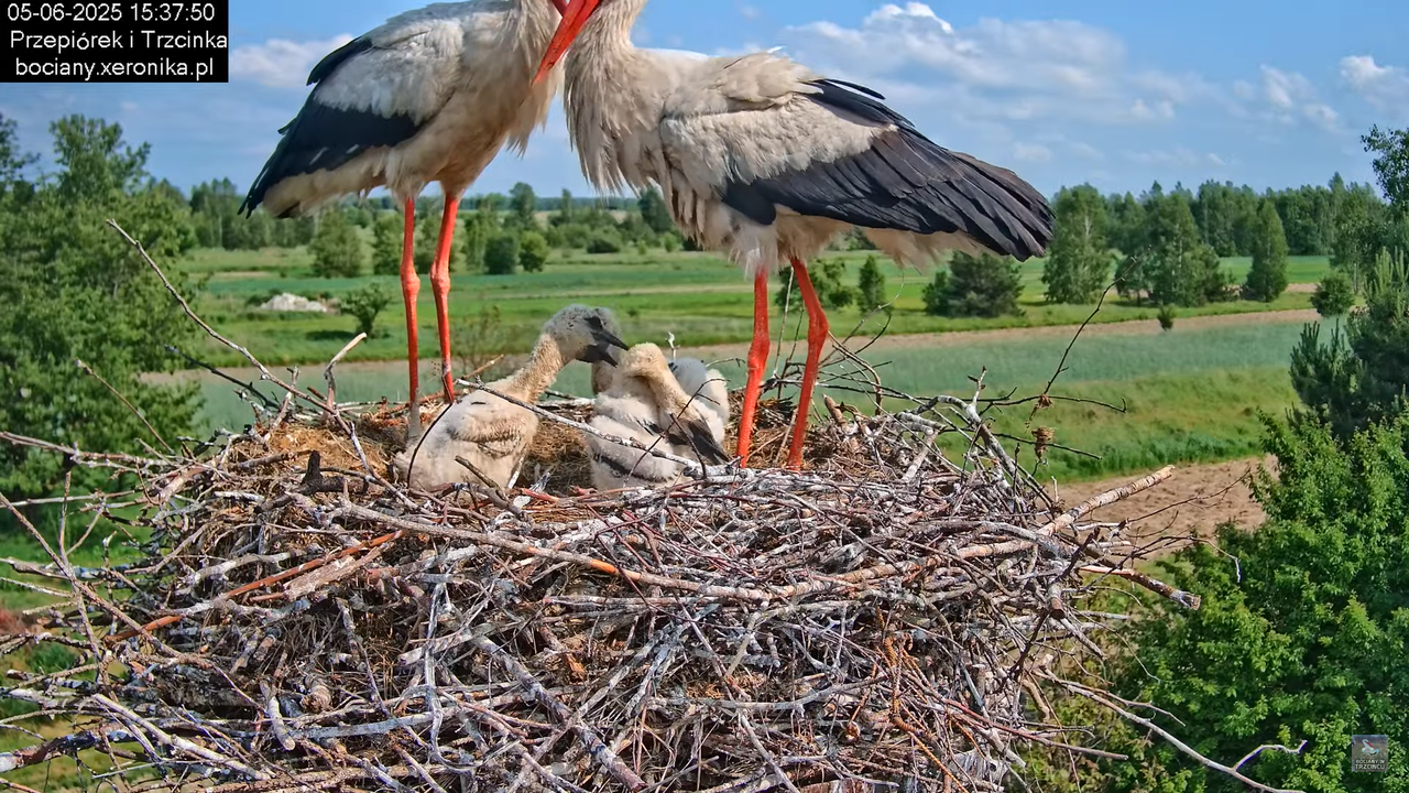 05062025bociany41