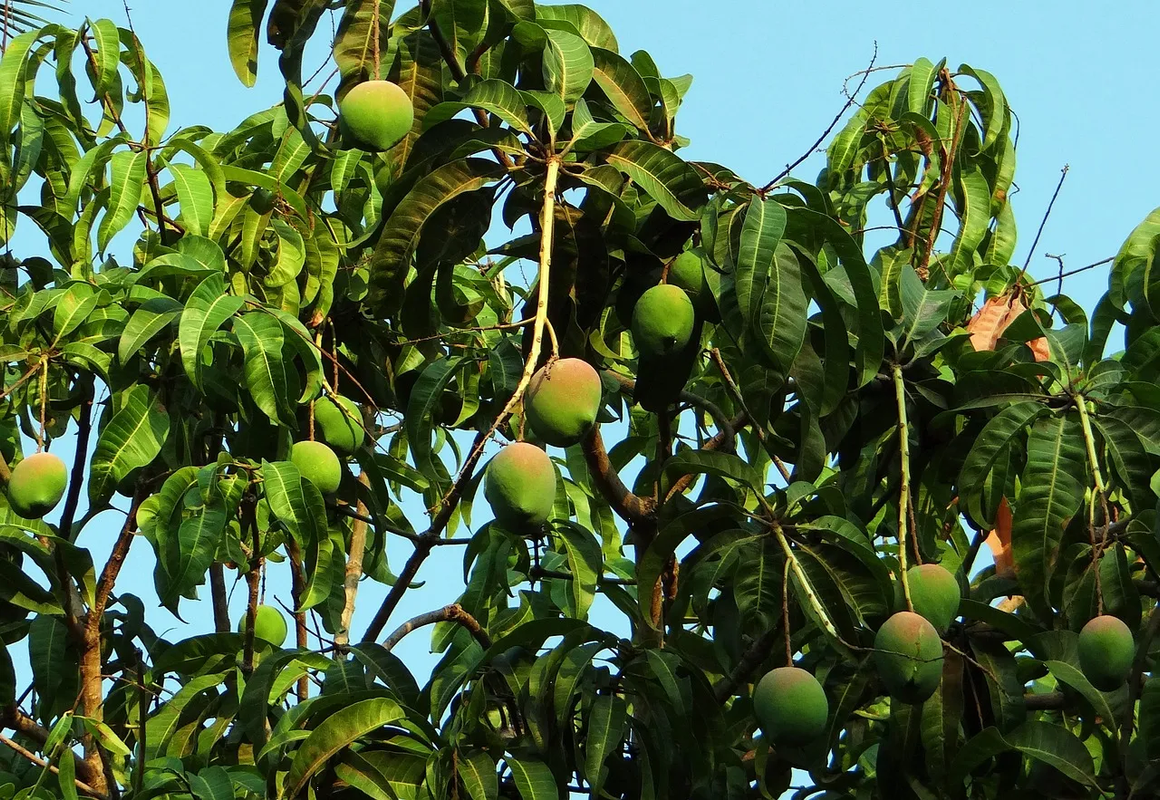 ¿Quieres que tu árbol de mango dé los mejores frutos? Aplica este abono orgánico