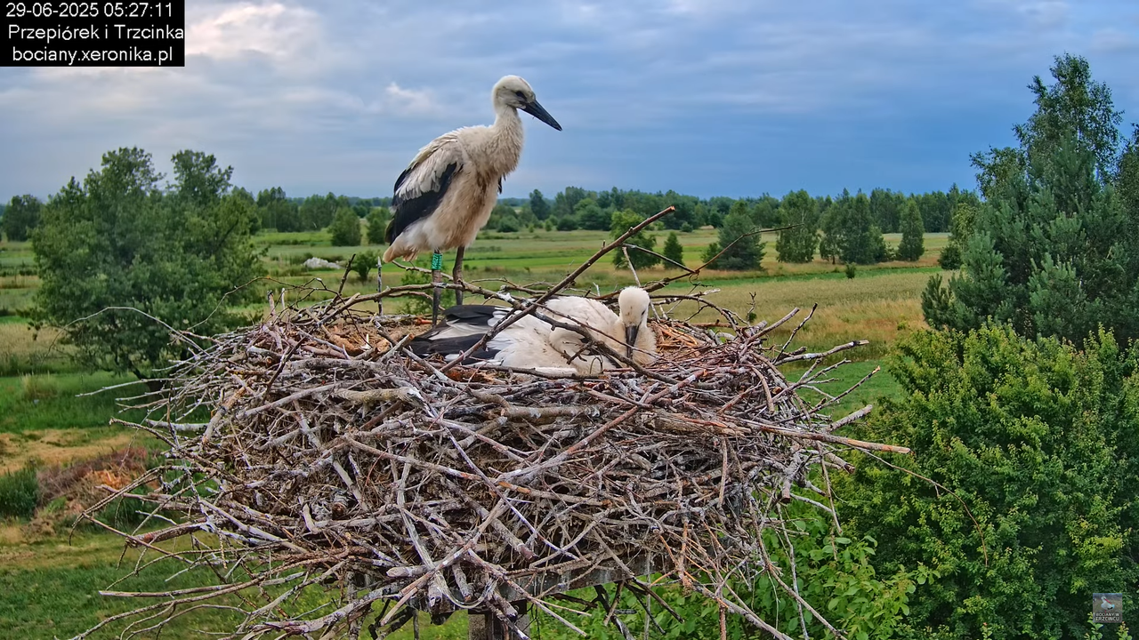 29062025bociany13