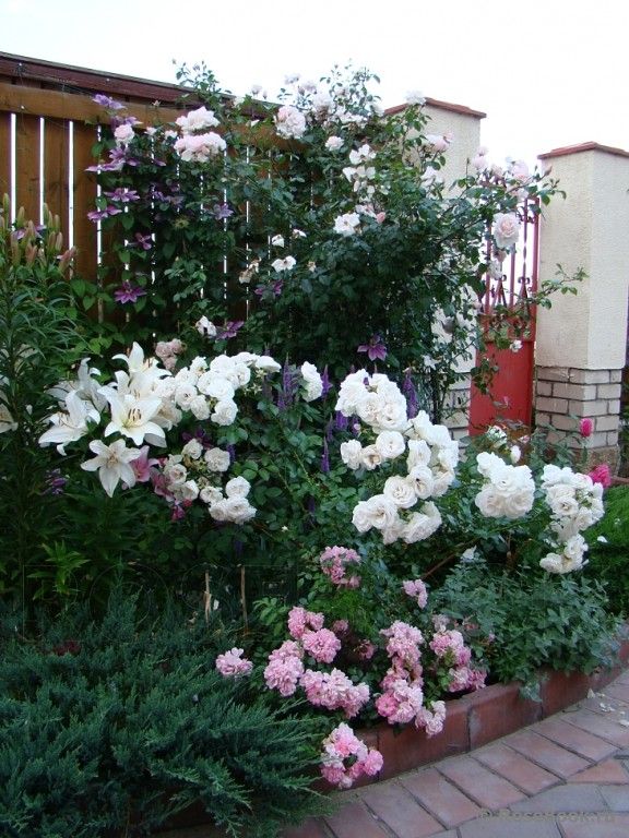 Красивые композиции из эригерона розового сокровища для сада