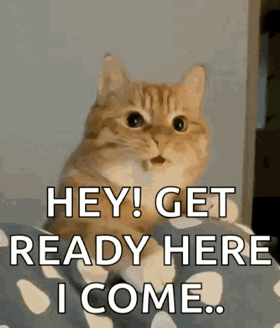 Cat1.gif
